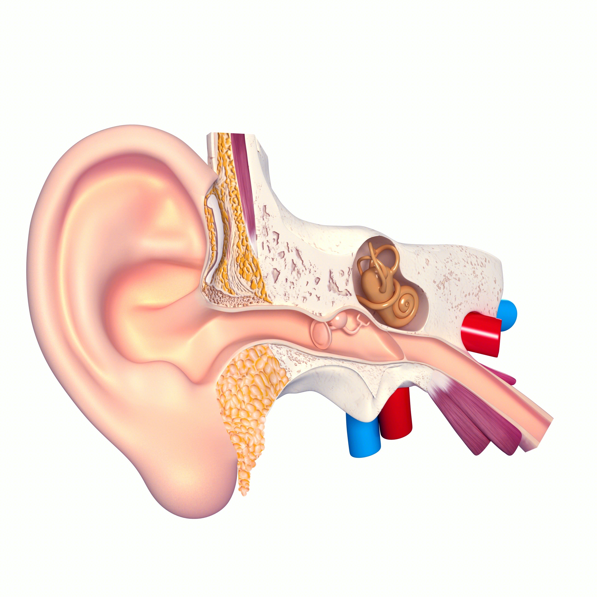 How Do We Hear? — Understanding the Auditory System